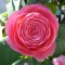 Camellia Oil Camellia Oil