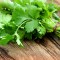 Coriander Oil Coriander Oil