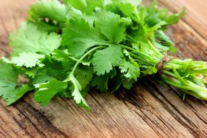 Coriander Oil